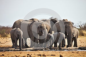 African elephants, Loxodon africana, runs a waterhole Etosha, Namibia