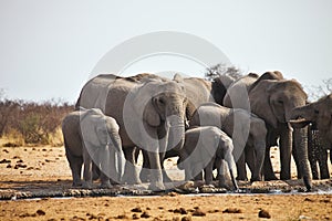 African elephants, Loxodon africana, runs a waterhole Etosha, Namibia