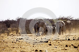 African elephants, Loxodonat africana, herd goes to watering, Etosha, Namibia