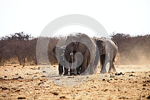 African elephants, Loxodonat africana, herd goes to watering, Etosha, Namibia