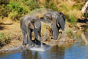 African Elephants (Loxodonta africana)