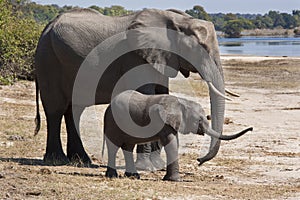 African Elephants (Loxodonta africana) photo