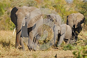 African Elephants (Loxodonta africana)