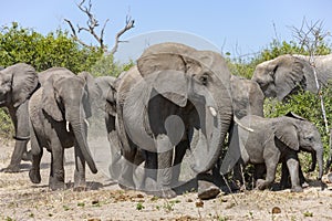 African Elephants Loxodonta africana - Botswana