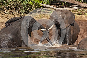 African Elephants - Chobe River - Botswana