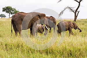 African elephants Loxodonta africana family in Serengeti National Park, Tanzania