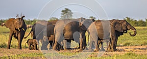 African Elephants (Loxodonta africana) matriarchal female family group in afternoon sun on savanna in Kruger national park South