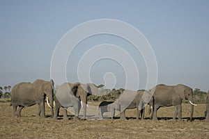 African Elephants Loxodonta Africana, Ndovu or Tembo and African sunset on the African Savanna.