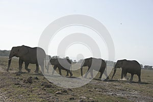 African Elephants Loxodonta Africana, Ndovu or Tembo and African sunset on the African Savanna.