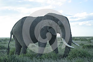 African Elephants Loxodonta Africana, Ndovu or Tembo and African sunset on the African Savanna.