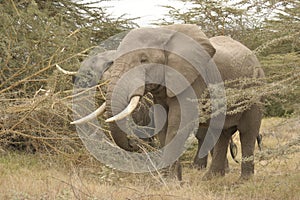 African Elephants Loxodonta Africana, Ndovu or Tembo and African sunset on the African Savanna.