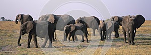 African Elephants (Loxodonta Africana) on savannah photo