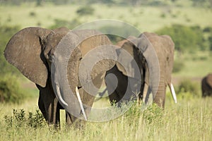 African Elephants (Loxodonta africana) in Tanzania photo