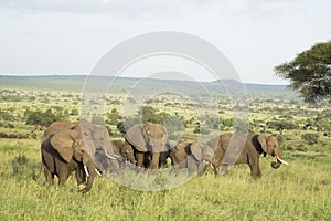 African Elephants (Loxodonta africana) in Tanzania photo