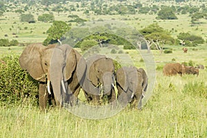 African Elephants (Loxodonta africana) in Tanzania photo