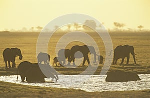 African Elephants (Loxodonta Africana) at waterhole photo