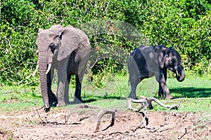 African elephants or Loxodonta cyclotis in nature