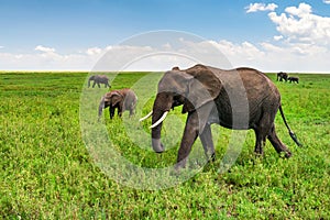 African elephants or Loxodonta cyclotis in nature