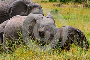 African elephants, Maasai Mara Game Reserve, Kenya