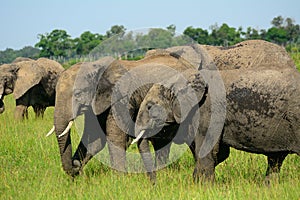 African elephants, Maasai Mara Game Reserve, Kenya