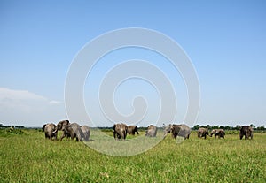 African elephants, Maasai Mara Game Reserve, Kenya