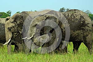 African elephants, Maasai Mara Game Reserve, Kenya