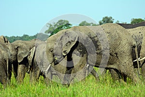 African elephants, Maasai Mara Game Reserve, Kenya