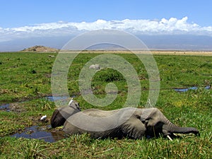 African Elephants in Marshlands photo
