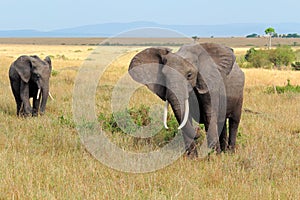 African elephants - Masai Mara