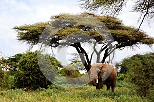 African elephants in Masai Mara.