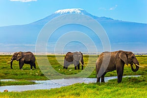 African elephants at Mount Kilimanjaro