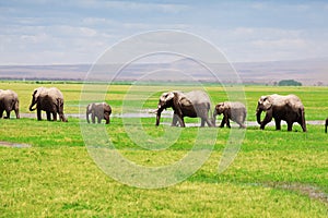 African elephants move in a line at swamplands photo