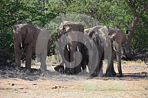 African elephants, Namibia