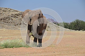 African elephants, Namibia