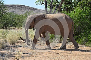 African elephants, Namibia