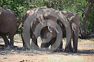 African elephants, Namibia