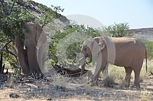 African elephants, Namibia