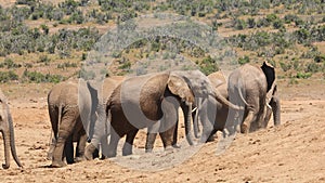 African elephants in natural habitat, Addo Elephant National Park, South Africa