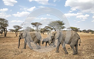 African elephants in a nature of Tanzania