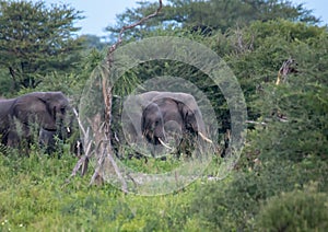 African Elephants at the Nxai Pan Nationalpark in Botswana