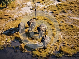African Elephants Okavango Delta
