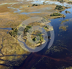 African Elephants - Okavango Delta - Botswana