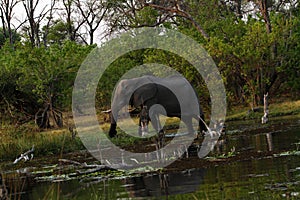 African Elephants on the Okovango Delta photo