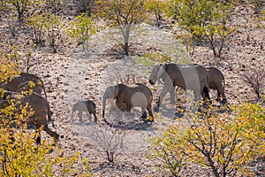 African Elephants in Palmwag, Namibia