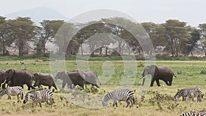 African elephants and plains zebras