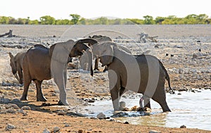 African Elephants play fighting