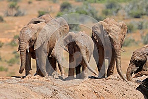 African elephants playing in mud, Addo Elephant National Park, South Africa