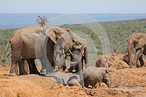 African elephants playing in mud, Addo Elephant National Park, South Africa