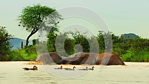 African elephants playing in the water-003