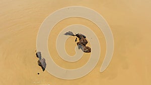 African elephants playing in the water-004